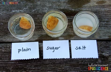 Salty potato experiment .